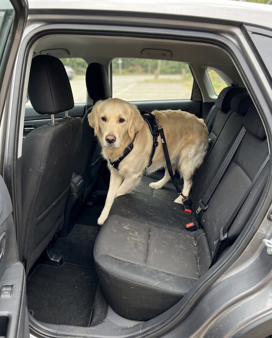 Hund steht unsicher auf der schrägen Rückbank, eine Pfote rutscht in den Fußraum