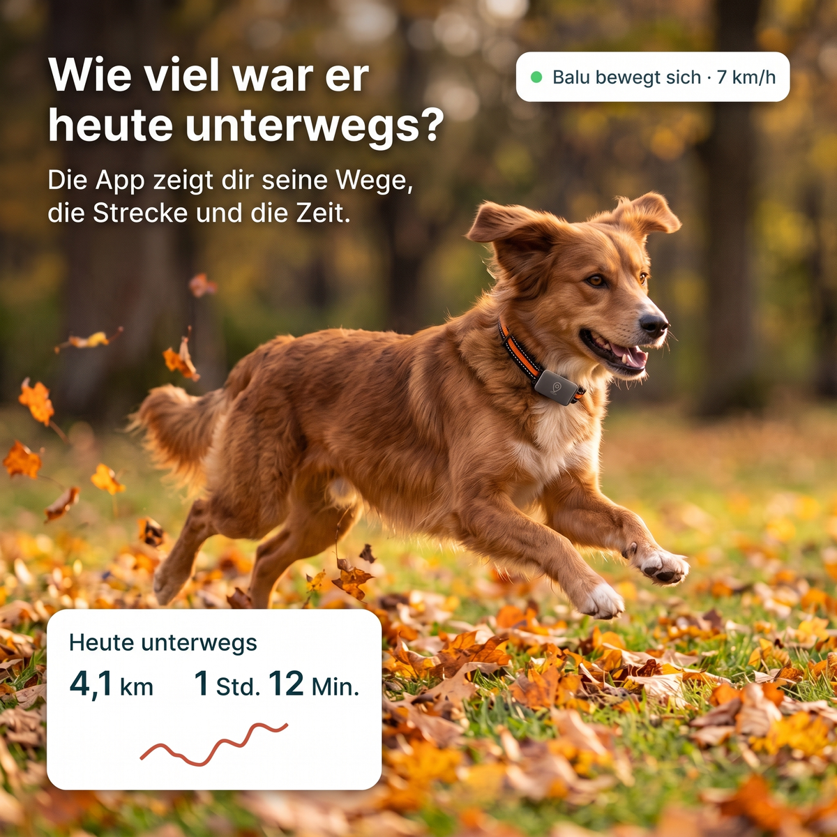 Lovypaw Scout GPS-Tracker