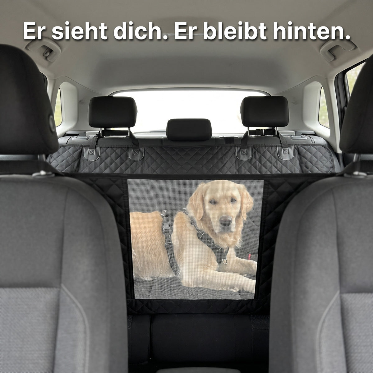 Golden Retriever schaut durch das Sichtfenster der Lovypaw Cabin nach vorn