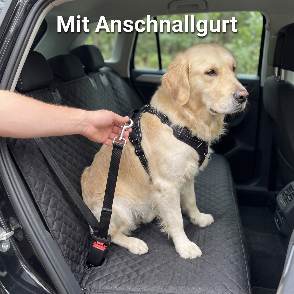 Hand klickt den Anschnallgurt am Geschirr des Golden Retrievers ein, Lovypaw Cabin