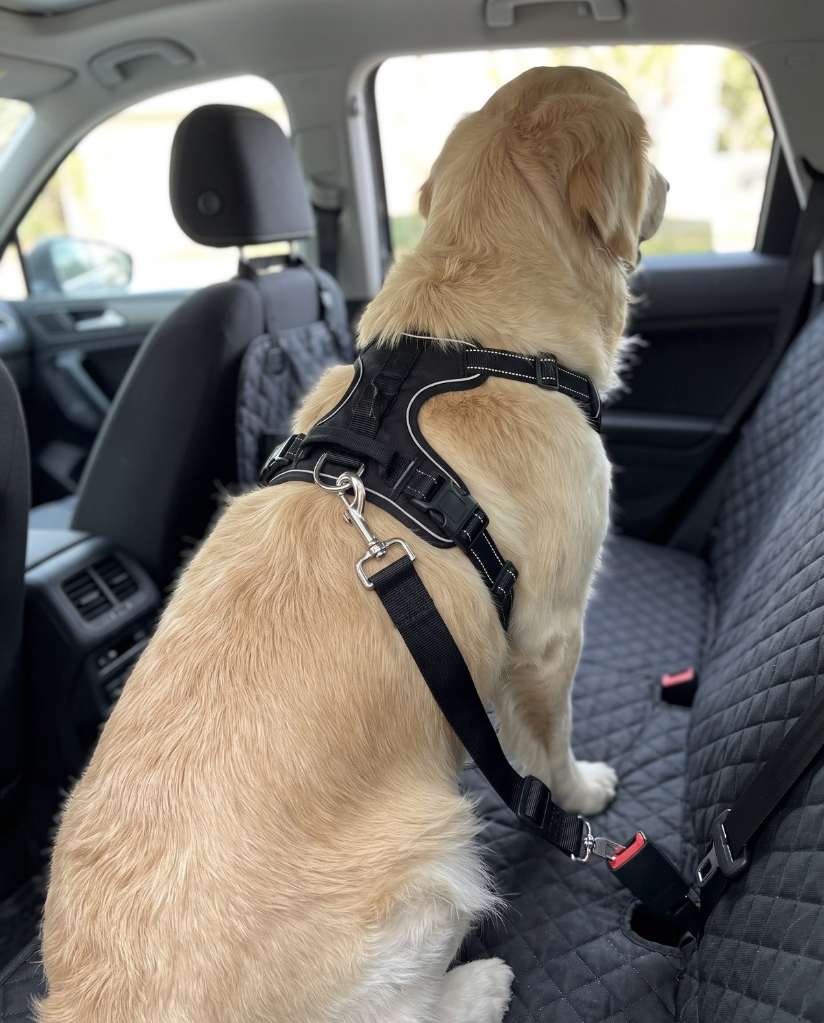 Golden Retriever auf der Lovypaw Cabin, Anschnallgurt am Geschirr im Gurtschloss eingeklickt