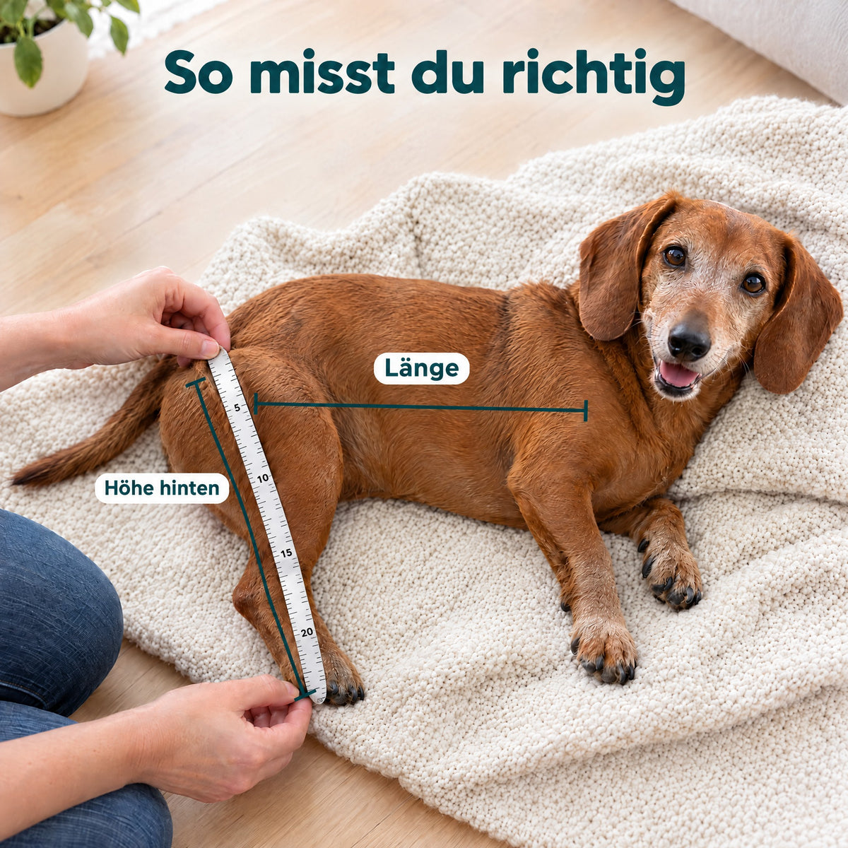Dackel wird für den Strider ausgemessen