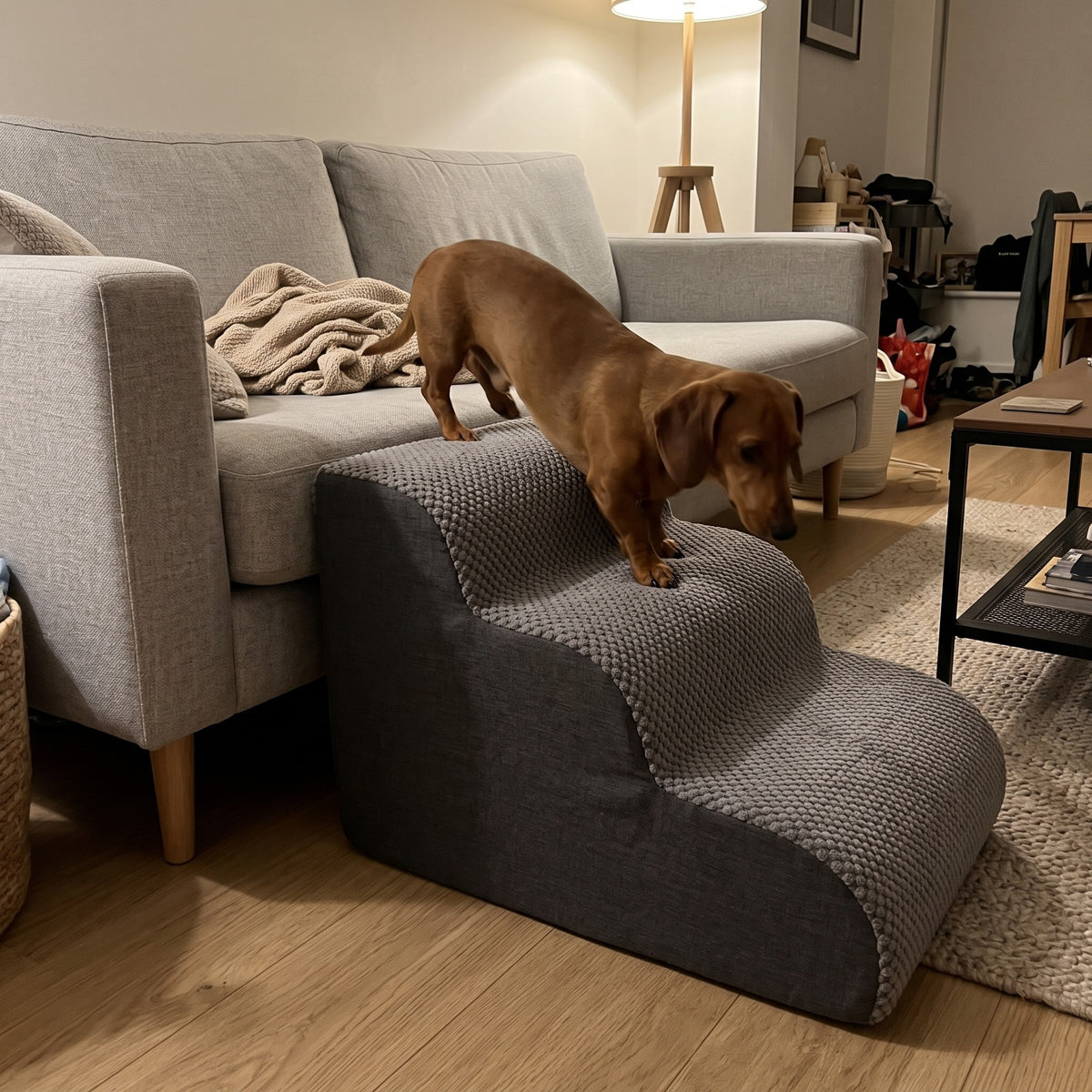 Dackel läuft die Lovypaw Rise Haustiertreppe vom Sofa herunter