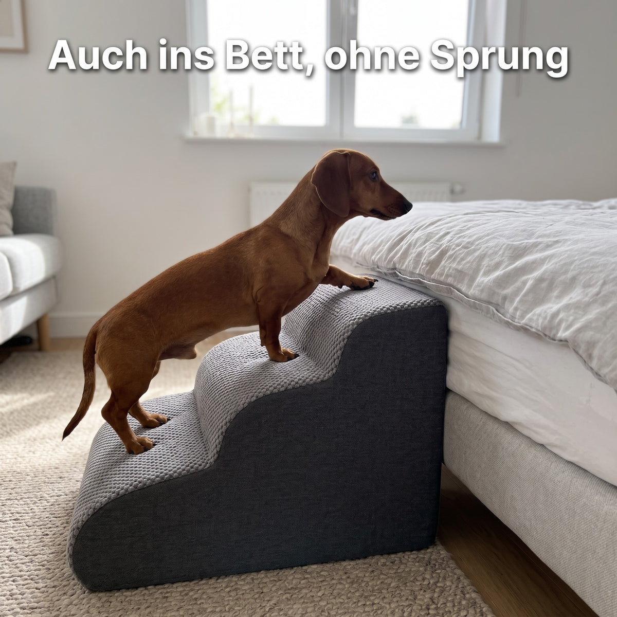 Dackel steigt die Lovypaw Rise zum niedrigen Bett hoch