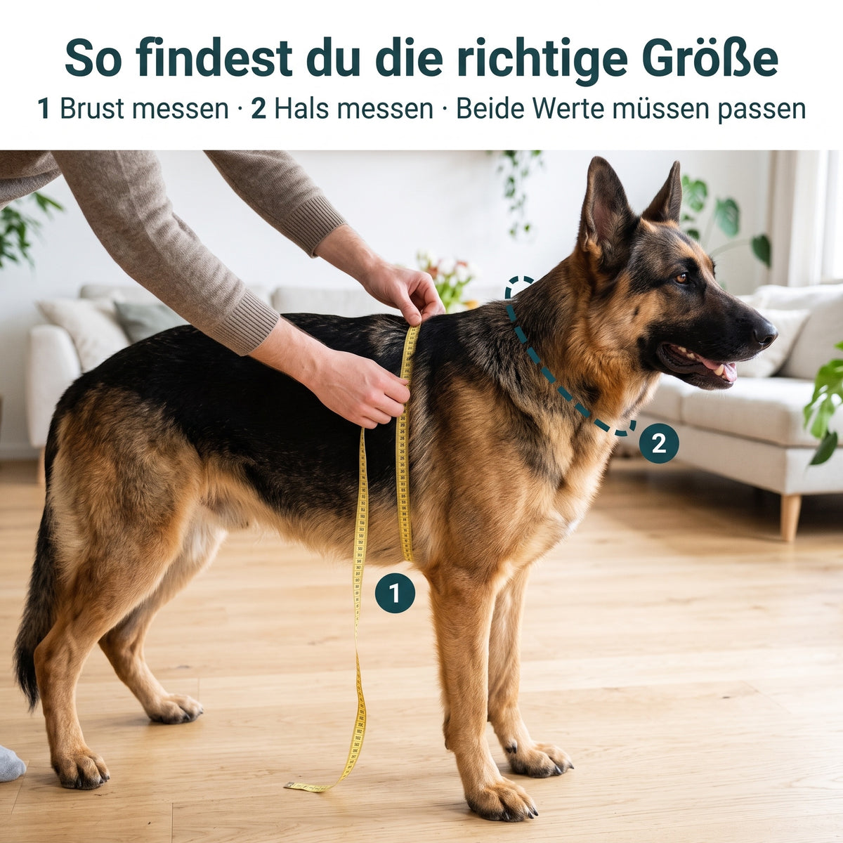 So findest du die richtige Größe: Brust und Hals messen